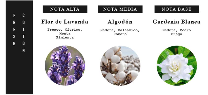 nueva fragancia fresh cotton 